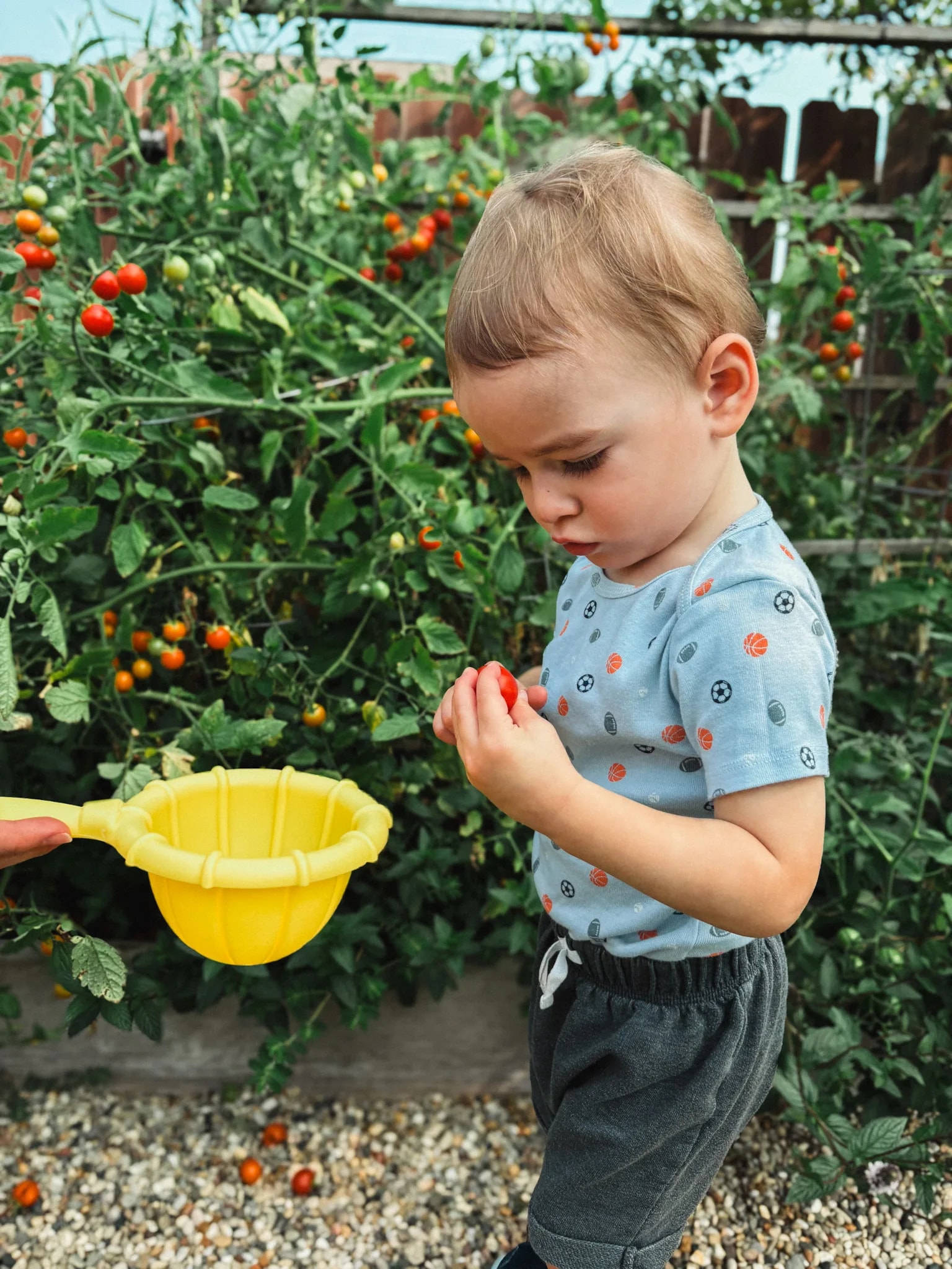 A toddler in an overgrown tomato bed, studying a cherry tomato he has just picked, a yellow toy scoop held out beside him